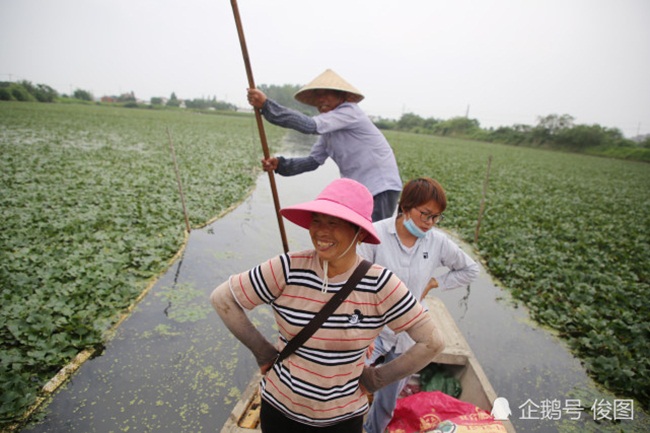 Bà Lý, 70 tuổi là một trong những người thu hoạch củ ấu cùng chị Vương Trung Nữ. Bà Lý cho biết, với những người không sống ở đây thì không dám ngồi trong thùng gỗ. Có khách du lịch từ Thượng Hai đến trải nghiệm và có người bị lật nhưng trải nghiệm đó rất vui.
