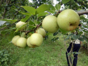 Thị trường - Tiêu dùng - Được mùa lê, nông dân Bắc Hà trúng đậm