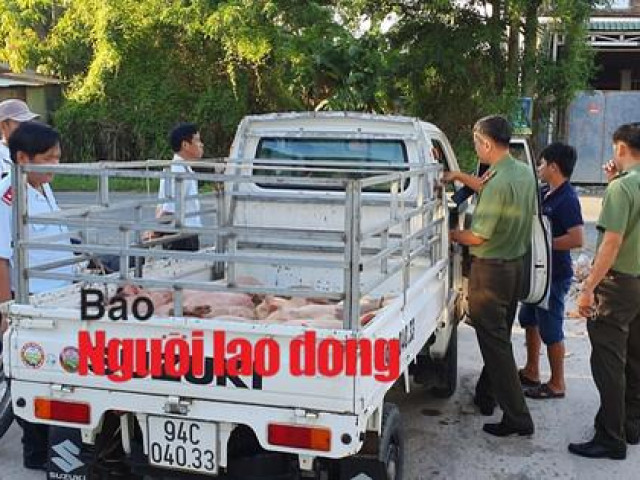 Thị trường - Tiêu dùng - Mật phục bắt chủ trang trại bán cho dân con giống nhiễm dịch tả heo châu Phi