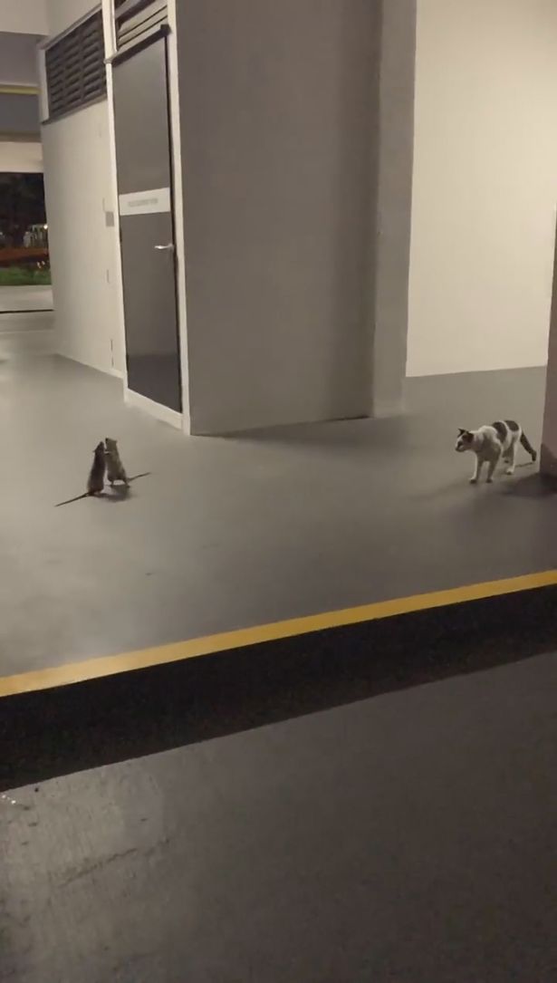 Hai con chuột đấm nhau trong khi mèo đứng bên ngoài quan sát.