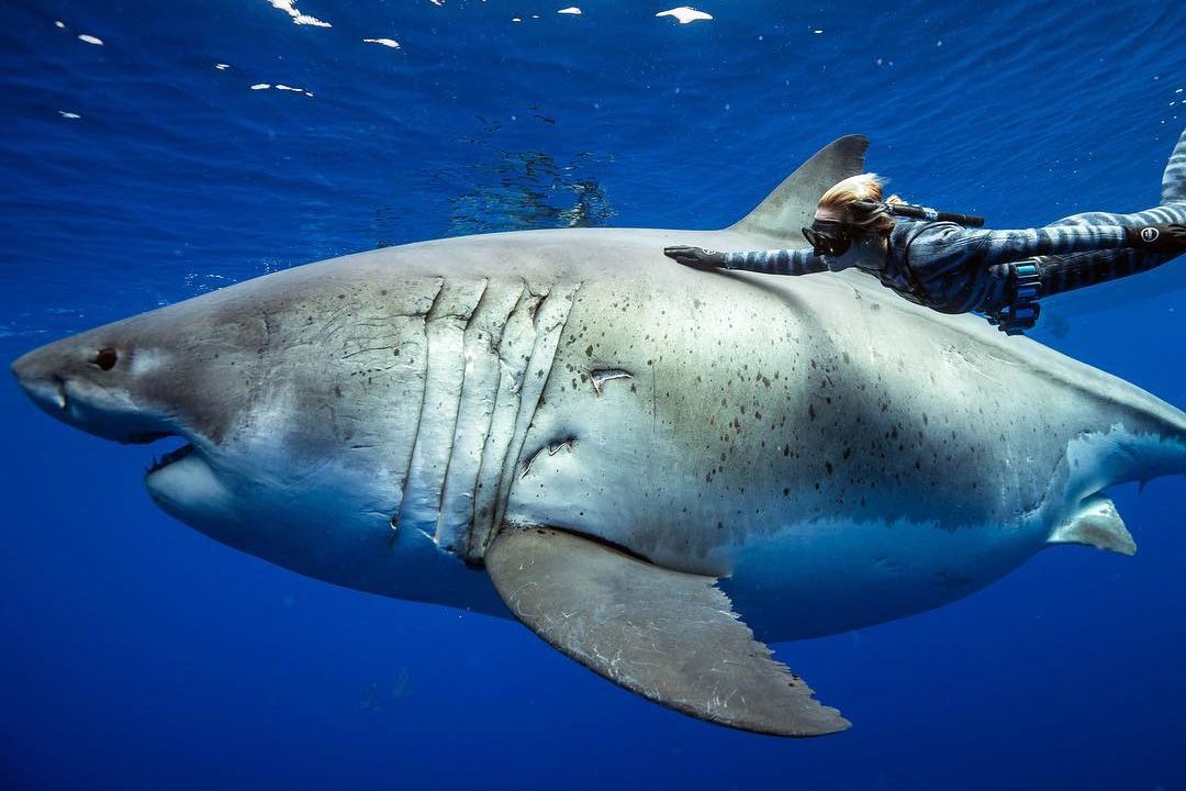 giant shark deep sea Trang web cờ bạc trực tuyến lớn nhất Việt Nam,  w9bet.com, đánh nhau với gà trống, bắn cá và baccarat, và giành được hàng  chục triệu giải thưởng