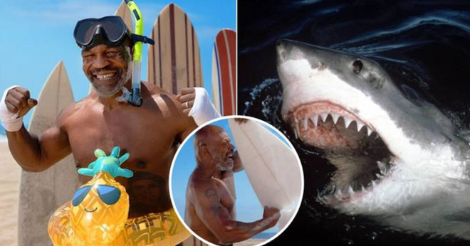 Mike Tyson sắp so tài với cá mập trắng