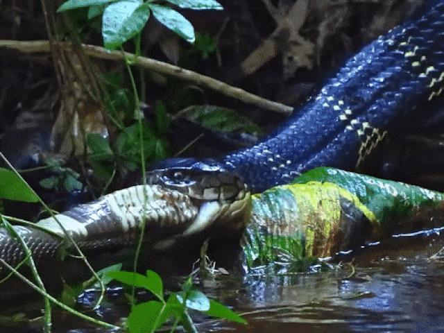 Media - Cận cảnh hổ mang chúa nuốt chửng một trong "tứ đại kịch độc" ở Ấn Độ