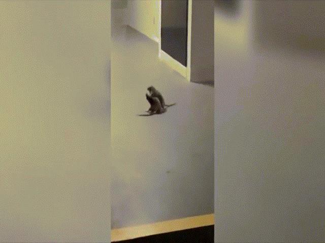 Phi thường - kỳ quặc - Video: Quái dị hai con chuột đứng bằng hai chân đấm nhau túi bụi như người