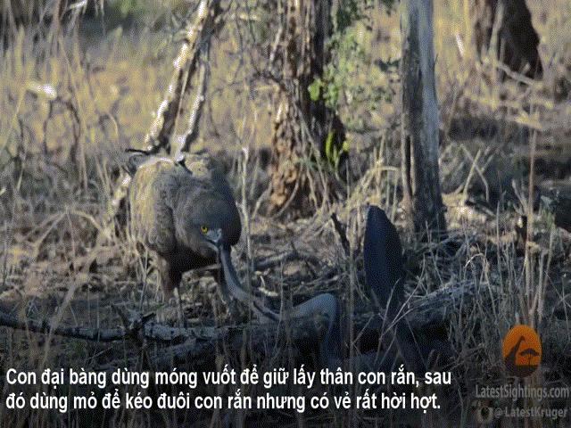 Phi thường - kỳ quặc - Video: Bị rắn hổ mang chúa banh cổ đe dọa, đại bàng "khủng" lao đến tấn công