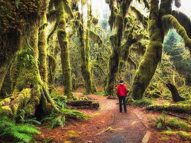 Media - Ghé thăm khu rừng rêu phong như trong thế giới cổ tích