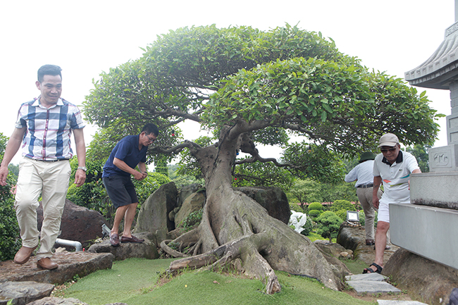 Bước qua những viên đá quý "khủng", lên trên đỉnh đồi bắt gặp hình ảnh thân cây sung có dáng rất lạ, bệ rễ và thân cây như thân một con rồng khiến nhiều du khách thích thú, chụp ảnh
