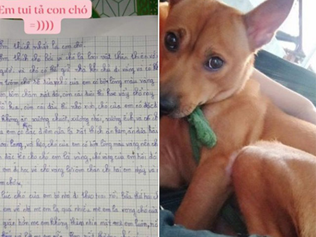 Bạn trẻ - Cuộc sống - Bài văn tả con chó "bỏ nhà theo trai" của bé tiểu học sốt MXH, ai cũng cười lăn lóc