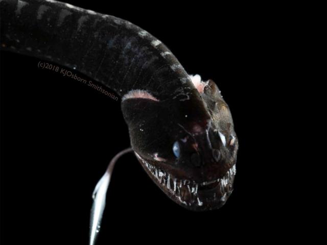 Phi thường - kỳ quặc - Bí ẩn về những loài cá "đen chưa từng thấy" dưới tầng sâu nhất của đại dương