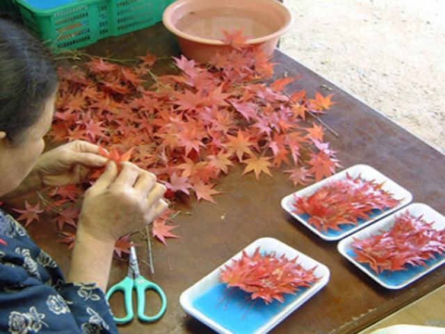 Kinh doanh - Các cụ bà kiếm hàng chục tỷ chỉ nhờ... bán lá cây