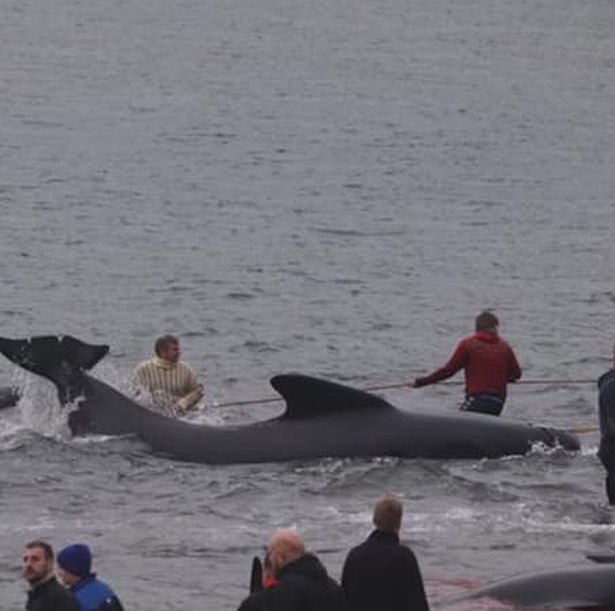 Mùa đi săn cá voi năm nay đã bắt đầu đối với người dân đảo Faroe.