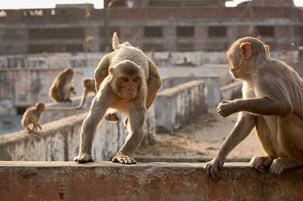 Hãy xem hình ảnh này về những chú khỉ đáng yêu, đừng lo vì chúng không liên quan đến sự việc khỉ đoạt mạng.