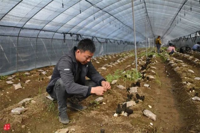 Theo anh Lưu, 4kg nấm tươi có thể sấy khô thành 0,5kg khô, giá khoảng 1000 nhân dân tệ (~3,3 triệu đồng).
