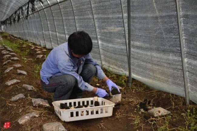 Trương Kiện nhận trách nhiệm về gặp gỡ, trao đổi với khách hàng, còn Lưu Thiếu Pha đảm nhận phần việc về kỹ thuật và trồng nấm. 
