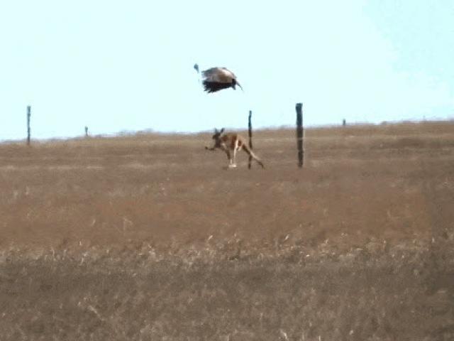 Media - Cái kết của đại bàng khi dùng "khinh công" giao đấu với chuột túi