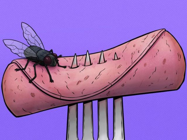 Sức khỏe đời sống - 3 sự thật khủng khiếp khi ruồi đậu lên đồ ăn, ổ bệnh chực chờ mà ít người biết