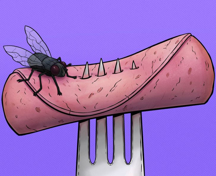 3 sự thật khủng khiếp khi ruồi đậu lên đồ ăn, ổ bệnh chực chờ mà ít người biết - 1