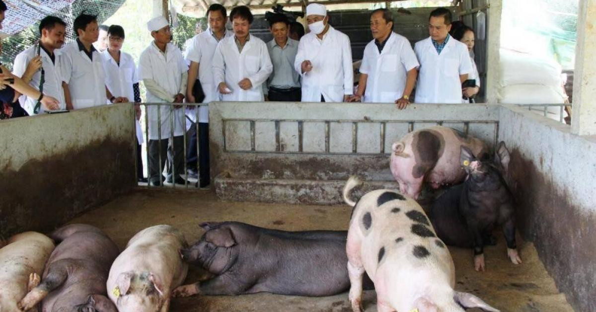 Thịt lợn khó giảm vì chính sách tiếp tay cho "ông lớn" độc quyền?