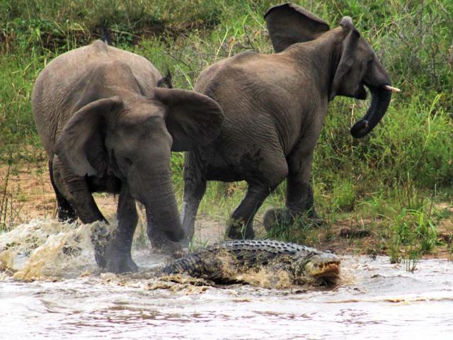 Media - Đớp trúng con voi, "quái vật" đầm lấy khiến cả đàn voi khiếp vía