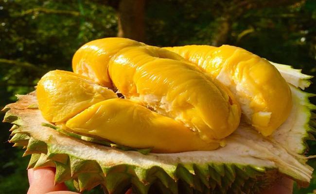 Sầu riêng là 1 trong những loại quả có mùi “kén” người ăn. Tuy nhiên, đây cũng là loại quả được yêu thích bậc nhất nhờ vị ngon nức tiếng. Riêng sầu riêng Musang King của Malaysia có giá bán lên tới 1,6 triệu đồng/kg tại Việt Nam.
