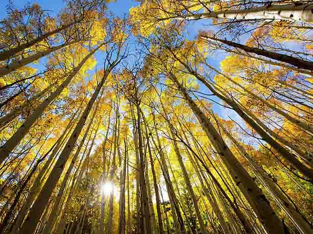 Media - Cây "bất tử" 80.000 tuổi sống lâu bậc nhất hành tinh