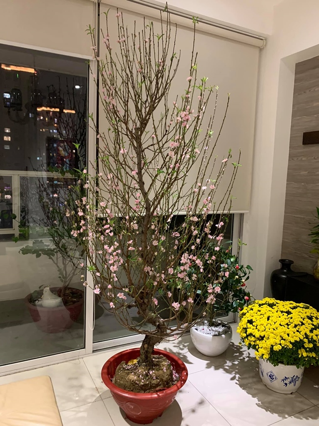 Dịp Tết nguyên đán vừa qua, Dương Triệu Vũ cẩn thận đi chọn đào, hoa cúc về trang trí cho căn hộ.
