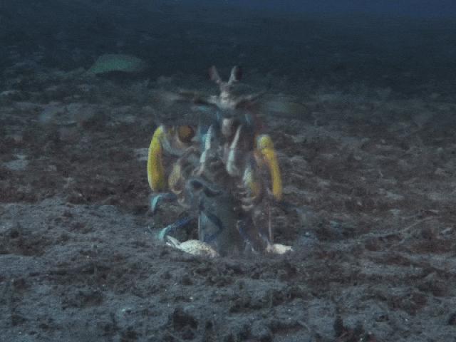 Media - Bề bề "tung chưởng" búng trúng đầu khiến bạch tuộc choáng váng