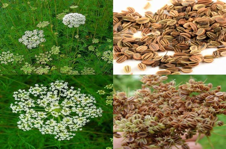 Xà sàng thường mọc ở những khoảng đất trống, ven sông