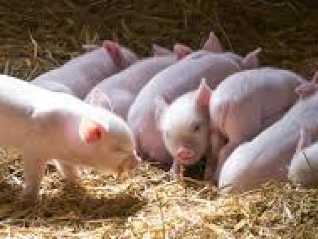 Thị trường - Tiêu dùng - 3 triệu đồng/con lợn sữa: Có tiền, muốn mua..."chờ đó"