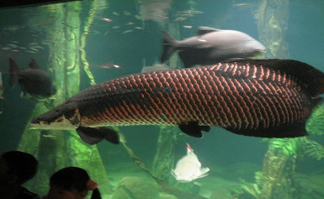 Khi trưởng thành, trọng lượng trung bình của chúng vào khoảng 100-200kg, dài tầm 2m. Thế giới từng ghi nhận một chú cá hải tượng long dài tới 4m, nặng 300kg. Đây là loài cá quý hiếm,được đưa vào sách đỏ thế giới.
