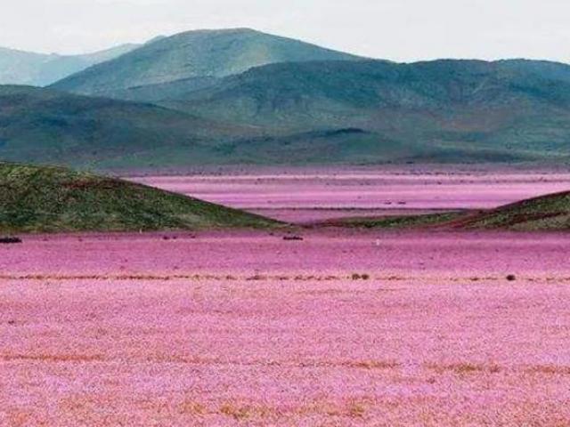Du lịch - Sa mạc cằn cỗi, hiếm khi mưa nhưng trở thành "biển hoa" chỉ sau một đêm