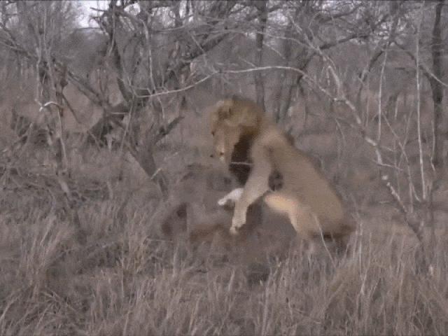 Media - Sư tử phục kích, trắng trợn "trấn lột" con mồi của linh cẩu