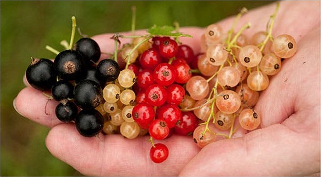 Nho chuỗi ngọc có màu đỏ, hồng, đen... Tên khoa học là Ribes nigrum, tên tiếng Anh là black currant, tiếng Pháp là cassis.
