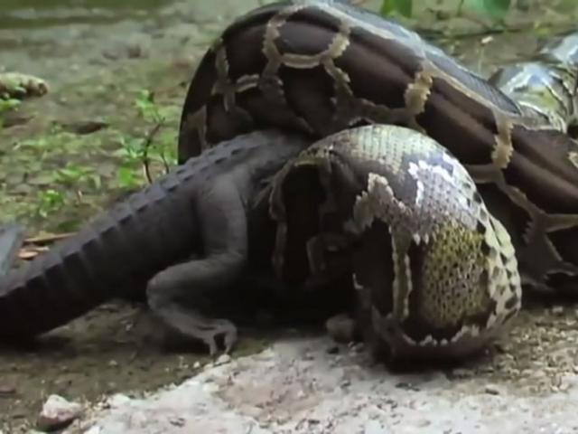 Media - Làm thịt cá sấu xong, "mãng xà" khổng lồ bất ngờ bị kẻ săn mồi khác hạ sát