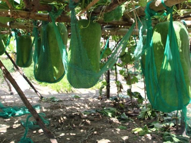 Thị trường - Tiêu dùng - "Báu vật" siêu "khổng lồ" của cả làng ở Việt Nam, nặng bằng cả một người lớn