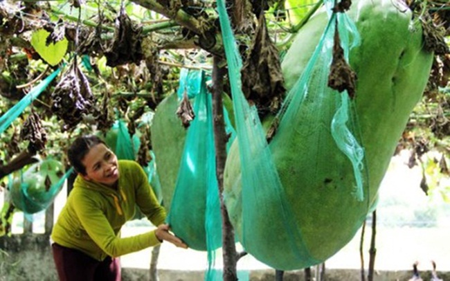 Thậm chí có quả nặng tới 100kg, một người lớn ôm và nhấc lên cũng khó.
