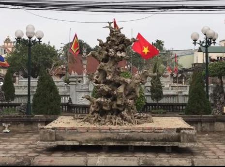Cây sanh Nam Điền của đại gia Thuận "đồng nát". Ảnh: Đất Việt