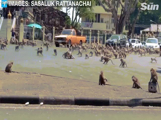 Phi thường - kỳ quặc - "Binh đoàn" khỉ hàng nghìn con đại náo thành phố, cảnh sát bất lực