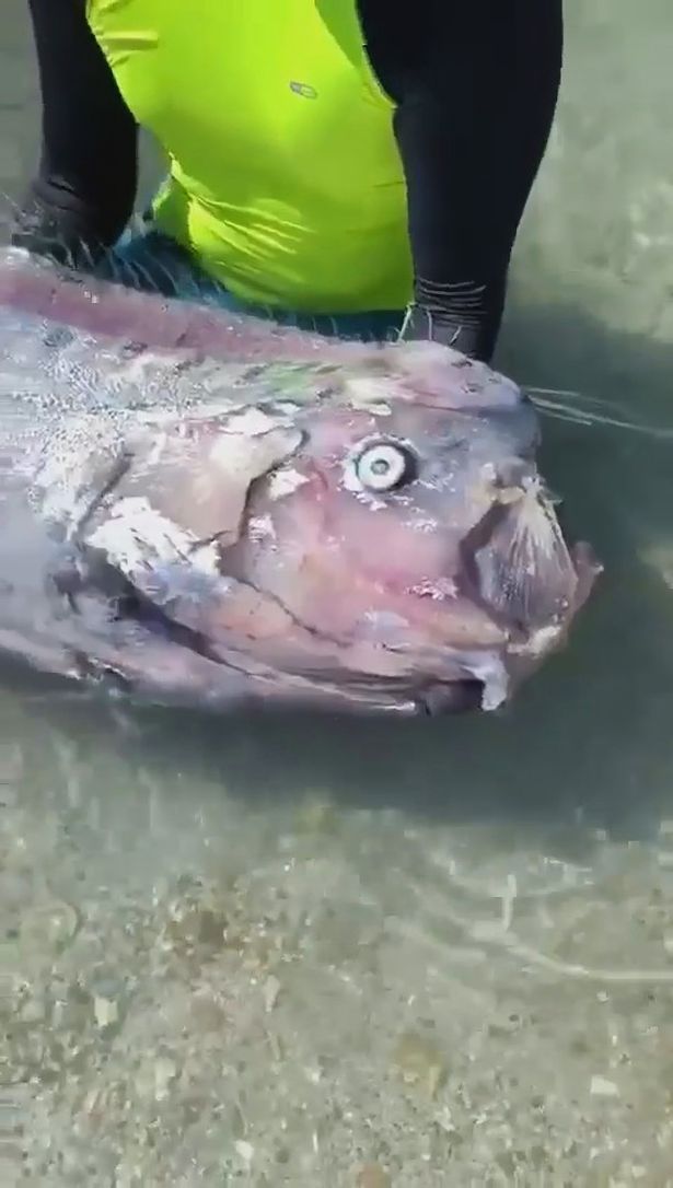 Cận cảnh xác cá mái chèo trôi dạt vào bờ biển Colombia.