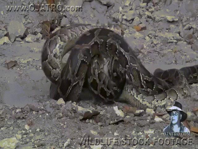 Phi thường - kỳ quặc - Video: Bị giành mất mồi, trăn "khủng" phát điên nuốt chửng đồng loại