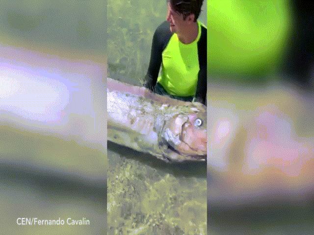 Thế giới - Video: Thủy quái “dự báo động đất” dài 3m trôi dạt vào bờ biển Colombia