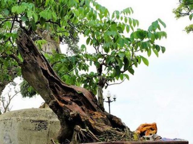 Thị trường - Tiêu dùng - Choáng với số tiền "khủng" các đại gia vung tay để chơi cây cảnh