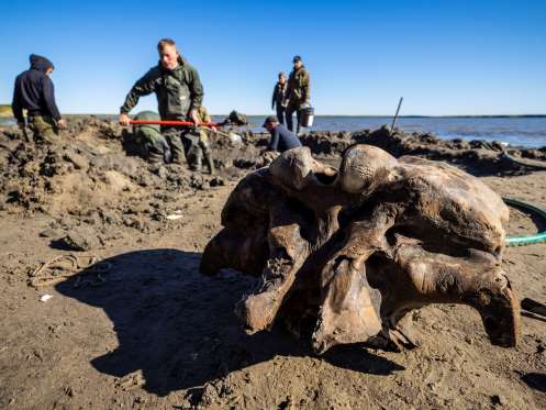 Bộ&nbsp;xương voi ma mút được phát hiện&nbsp;dọc theo bờ hồ Pechevalavato trong khu tự trị Yamalo-Nenets, Nga (Ảnh: Reuters)