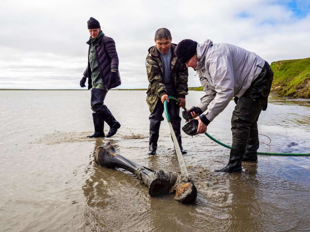 Băng tan tại Bắc Cực để lộ hài cốt voi ma mút 10.000 tuổi - 3