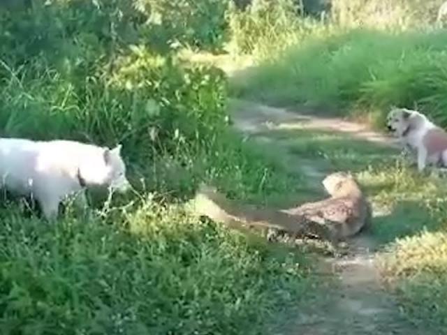 Media - Bị "quây" đánh hội đồng, kỳ đà "tung chưởng" vả vỡ mồm chó nhà