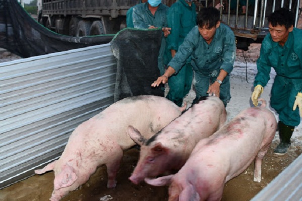 Thái Lan chính thức giảm xuất khẩu lợn, lợn hơi trong nước lại đà tăng? - 2