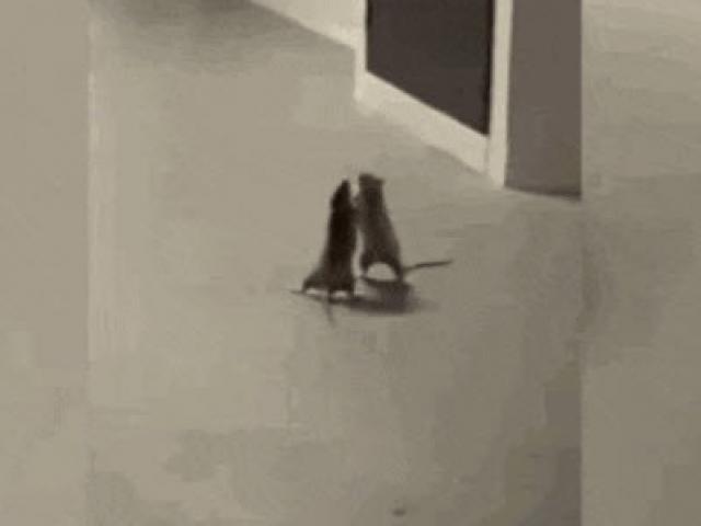 Media - Đại chiến "long trời lở đất" giữa hai "võ sĩ" chuột