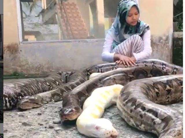 Media - Cô bé với sở thích kỳ lạ, nuôi toàn "mãng xà " khổng lồ trong nhà
