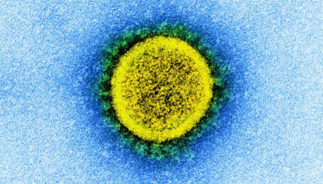 SARS-CoV-2 thuộc dòng virus dơi có cách đây 40 - 70 năm trước.