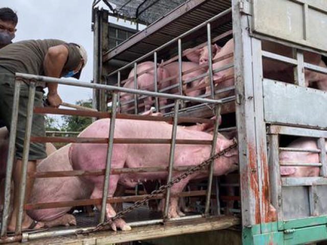 Thị trường - Tiêu dùng - Heo thịt Thái Lan từng không cạnh tranh được với heo Việt, phải bán lỗ vốn